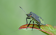 Green Shieldbug (Final instar nymph, Palomena prasina)